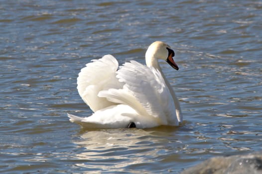 Elegant white swan swimming in the sea, wings spread.