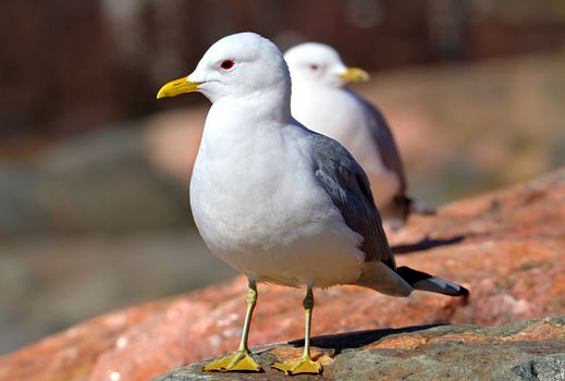 Two gulls enjoy warm weather on a rock.