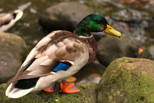 Mallard standing on the rocks on dry ground.