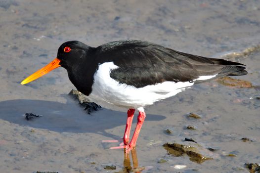 The Eurasian Oystercatcher standing in low water, looking for food. Close photo of sea bird looking for food.