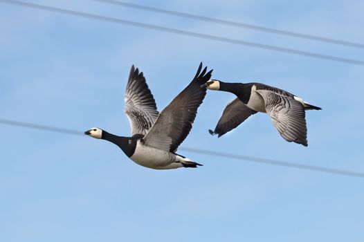 Two Canada gooses flying back from the south