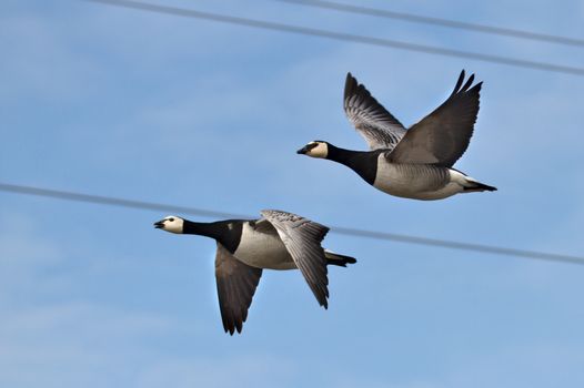 Two Canada gooses flying back from the south