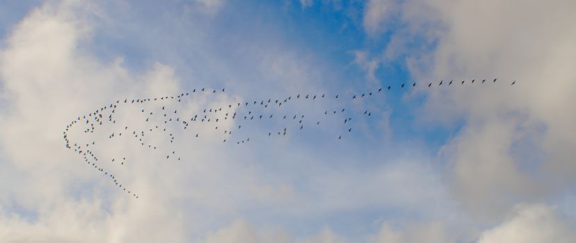 Many birds flying from north to south and back every year. Group of birds it the air creating a triangle shaped pattern.