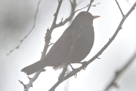 Common blackbird sitting on the branch, early on misty summer morning at sunrise. Silhouette of the bird visible through foggy air.