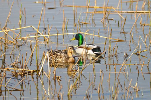 Duck family enjoying first sunny days in spring swimming together in the pond