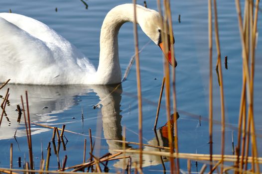 Gorgeous mute swan looking own reflection on steady water surface.