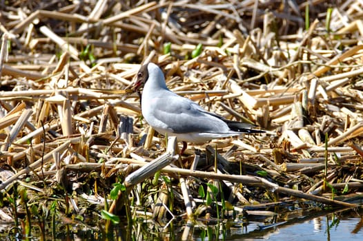 A gull looking for materials to build a nest.