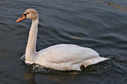 Female mute swan calmly swimming on water. Close photo from the side.