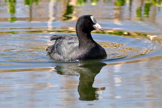 Adult Eurasian Coot swimming fast in the water, causing waves and leaving a water trail.