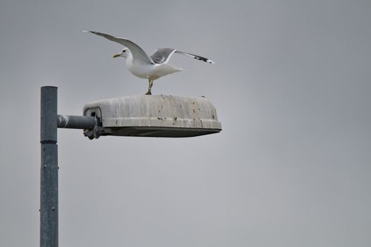 Grey cloudy weather in a small town, a seagull resting and spreading wings on a dirty local lamp post.