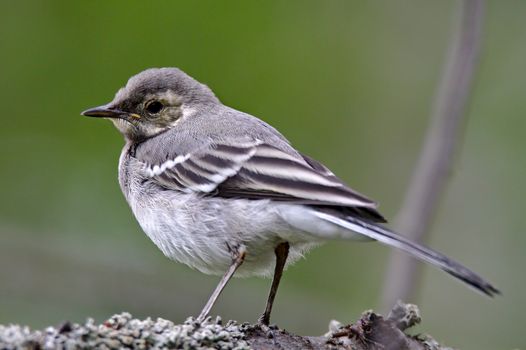 Small grey urban bird sitting on the branch.