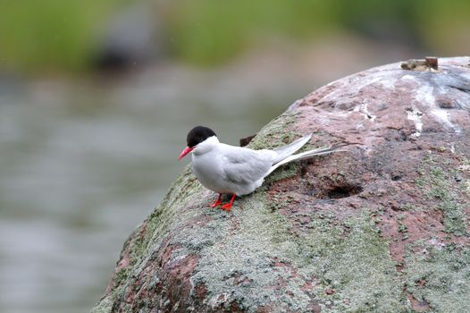 A gull resting from the flight.