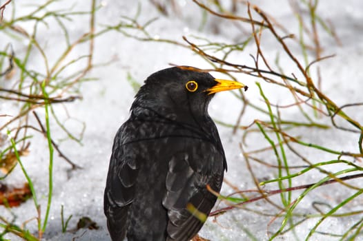 Closeup of common blackbird with yellow peak. Black bird surrounded with some green branches on white snowy background in wintertime.