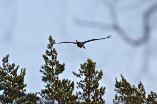 Dark crane flying over trees late in the evening. Some blur branches on foreground.