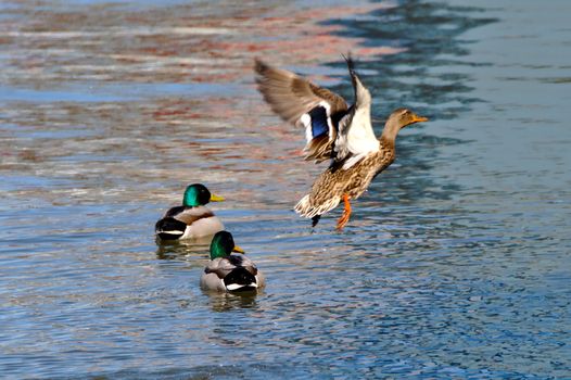 Female duck flying away, two males stay behind.