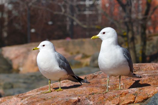 Two gulls enjoy warm weather on a rock.