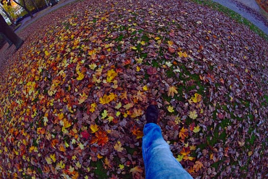 Walking in the park on a beautiful autumn day. Fallen leaves have covered the lawn. Soon it will be snowing.