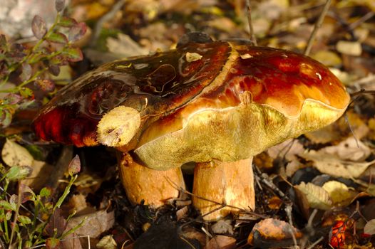 Double Leccinum. Two delicious mushrooms grow together like twins.