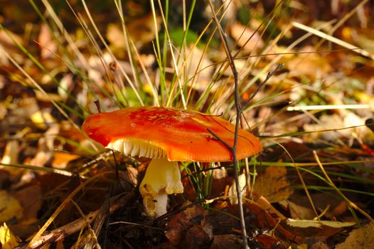 Red fly agaric without dots waiting for the victim on the forest.