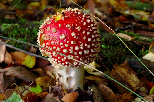 Cute red fly agaric waiting to get picked in the woods. One of the poisonous mushrooms that look really delicious.