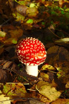 Bright red fly agaric in the forest. May cause sickness or even death when eaten.