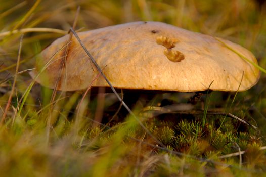 A large mushrooms can be found in the woods during mushroom season in autumn.