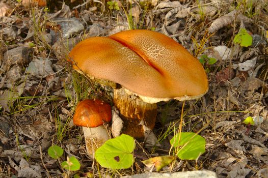 Leccinum mushrooms family growing together in the forest in autumn during mushroom season.