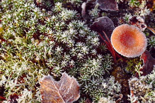 A frozen milkcap in the forest after first cold night in autumn. Frozen mushroom and some colorful autumn leaves.