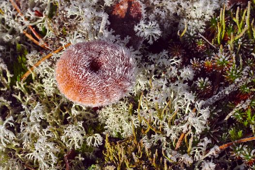 Beautiful young milk cap mushroom frozen after first cold night in autumn.