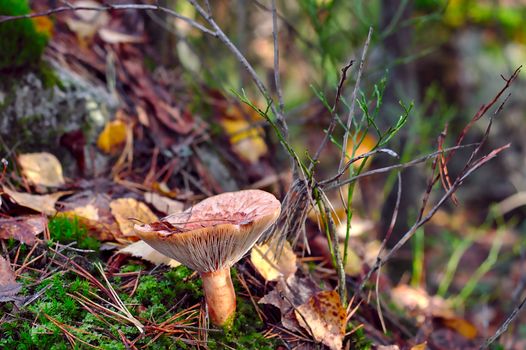 Delicious milkcap mushroom in the woods waiting for picking.