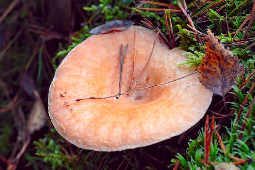 A large milkcap in the autumn forest. Mushroom season has begun and beautiful mushrooms are waiting on the woods to get picked