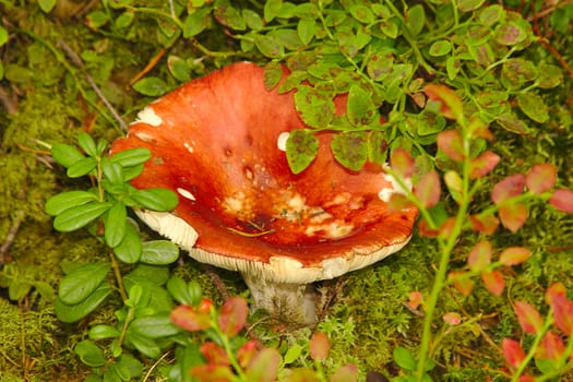 Mushroom season has started. Red russula growing in the forest hidden in green leaves