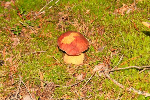 Cute mushroom growing happily in the autumn forest waiting to get picked.