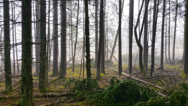 Magic forest. Dark trees, green ground and bright fog on the background