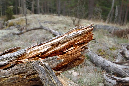 Old rotten tree fallen in untouched forest environment.