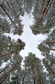 Human shaped hole between branches of trees. Shot straight up from the ground with a wide angle lens.
