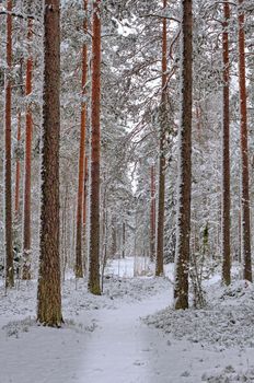 Beautiful winter day in the forest, fresh snow on trees. Trees covered with white snow.