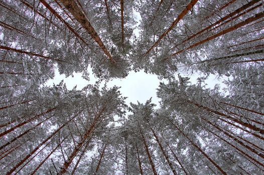 Vertical straight up photo taken with fish eye lens in the winter forest.