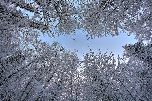 Wide vertical photo of a magical winter forest covered in snow.