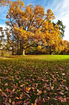 Golden oak tree, yellow leaves, blue sky and green grass in the park.