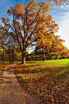 Golden oak tree by the walkway in the park. Autumn sun shining in clear blue sky.