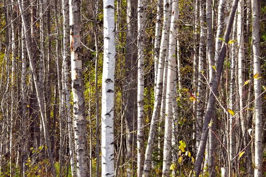 A white birch forest with some fresh green leaves in spring.