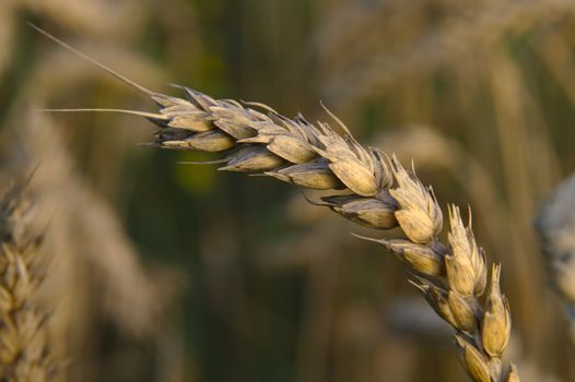 Crops are ready to harvest soon when their head tilts down and color turns golden.