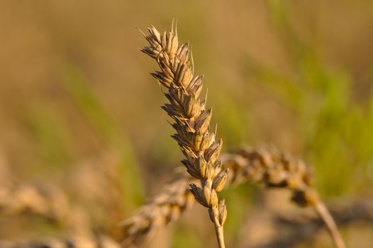 Farmers work hard to get all the crops harvested before weather gets too bad in autumn.