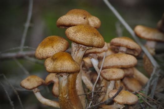 A group of brown mushrooms growing on the cut down tree in the forest in september. Some of that kind of mushrooms might be eatable but some could be filled with deadly poison.