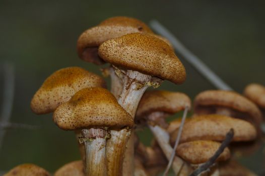 Group of delicious looking mushrooms growing in forests and urban parks. You have to be careful when picking mushrooms you don't know because some could cause serious health problems or even death.