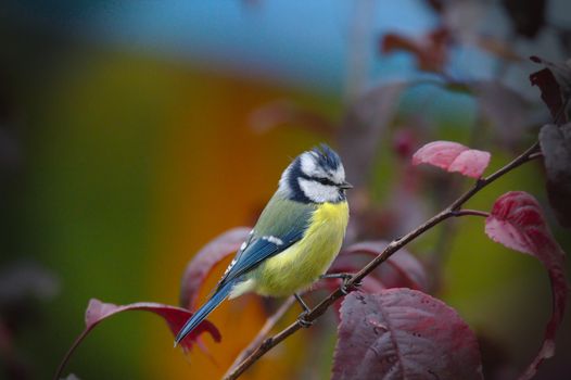 Colorful autumn photo of a young Great Tit (Parus Major) sitting on a tree with red leaves. Isolated from green blurred background.