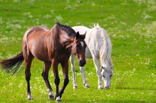 Brown and white horse together on a beautiful green field in summertime. Brown horse in the front and white horse on background.