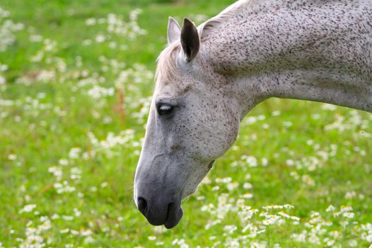 Sad look of a white horse. Close portrait from the side. Beautiful green field with flowers on the background.