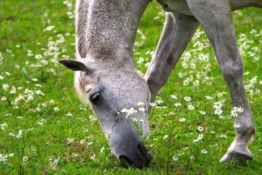 One white horse eating green delicious grass alone on the field. Close photo of horse head and face.